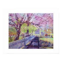 Pink Redbud Blossoms At Williamsburg Virginia