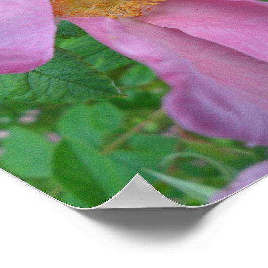 Pink  Rose ポスター (角)