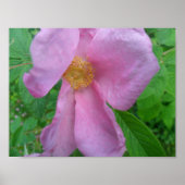 Pink  Rose ポスター (正面)