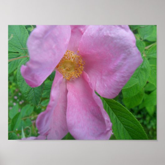 Pink Rose ポスター (正面)