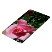 Pink Rose and Bud Garden Floral マグネット (左側)
