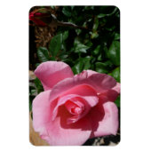 Pink Rose and Bud Garden Floral マグネット (縦)