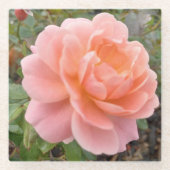 Pink Rose Coster ガラスコースター (正面)
