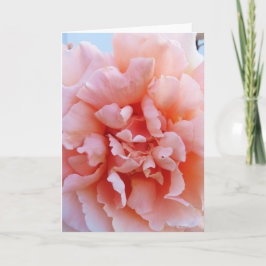 Pink Rose Greeting Card 案内状