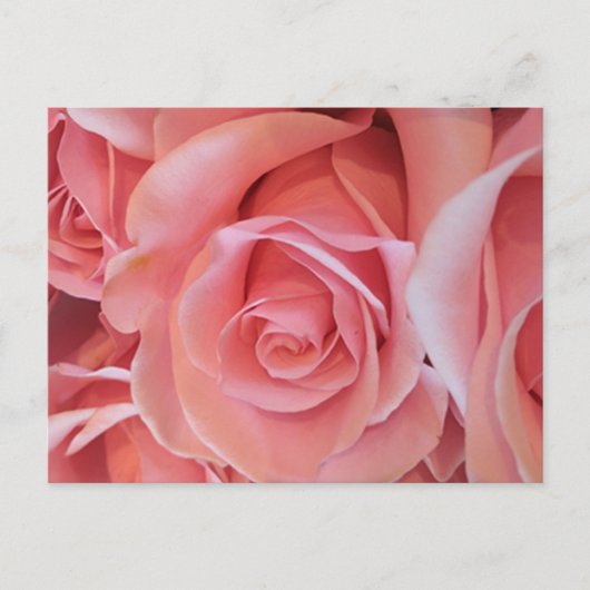 Pink Rose Postcard ポストカード (正面)