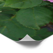 Pink Rose Roses Floral Flower Garden John Hopper ポスター (角)