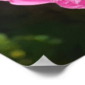 Pink Rose Roses Flower Garden L'Ouche Cabbage ポスター (角)