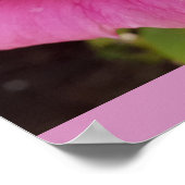 Pink Rose Roses Flower Garden Perfume Delight ポスター (角)