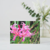 Pink Spider Lily [Postcard] ポストカード (スタンド正面)