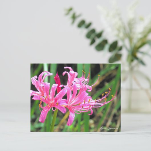 Pink Spider Lily [Postcard] ポストカード (スタンド正面)