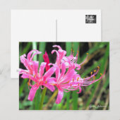 Pink Spider Lily [Postcard] ポストカード (正面/裏面)