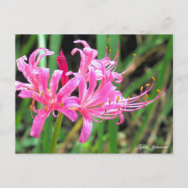 Pink Spider Lily [Postcard] ポストカード