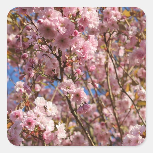 Pink Spring Cherry Blossom スクエアシール (正面)