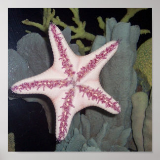 Pink Starfish ポスター