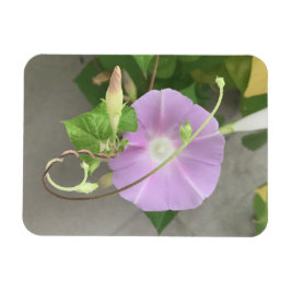 Pink Symphony Morning Glory マグネット