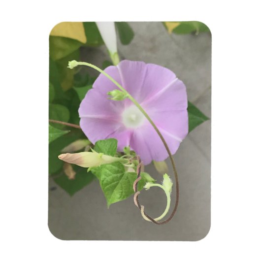 Pink Symphony Morning Glory マグネット (縦)