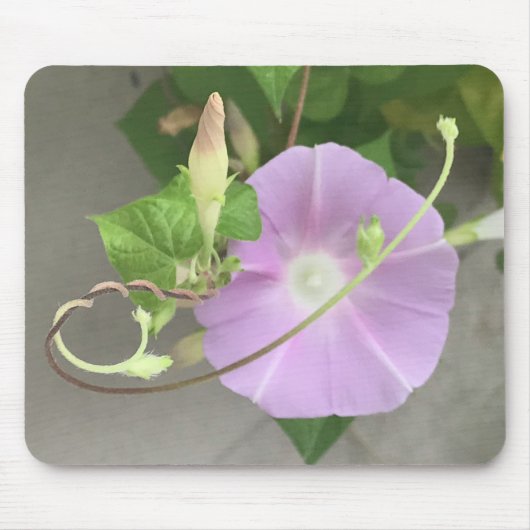 Pink Symphony Morning Glory Close-up  マウスパッド (正面)