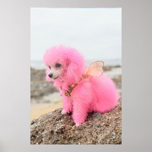 PINK TOY POODLE AT THE BEACH ポスター (正面)