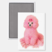 pink toy poodle magnet, pink poodle, refrigerator マグネット (正面/裏面)