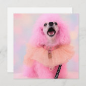 Pink Toy Poodle, Mozzarella The Poodle, card シーズンカード (正面/裏面)