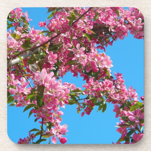 Pink Tree Blossom and Blue Sky Photo コースター (正面)