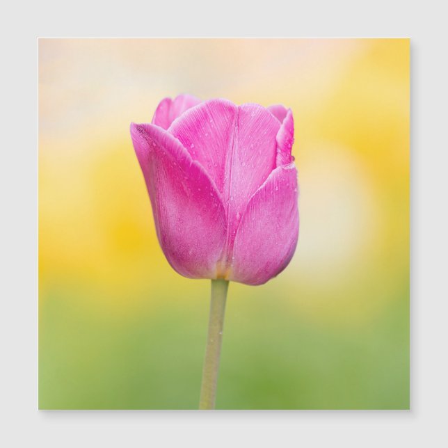 Pink Tulip Floral Art Print (正面)