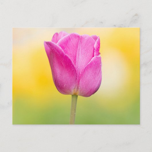 Pink Tulip Floral Art Print ポストカード (正面)