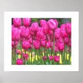 Pink Tulip Garden Floral Photographic ポスター (正面)