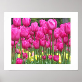 Pink Tulip Garden Floral Photographic ポスター