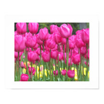 Pink Tulip Garden Floral Photographic
