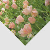 Pink Tulips in Spring Tissue Paper 薄葉紙 (詳細)