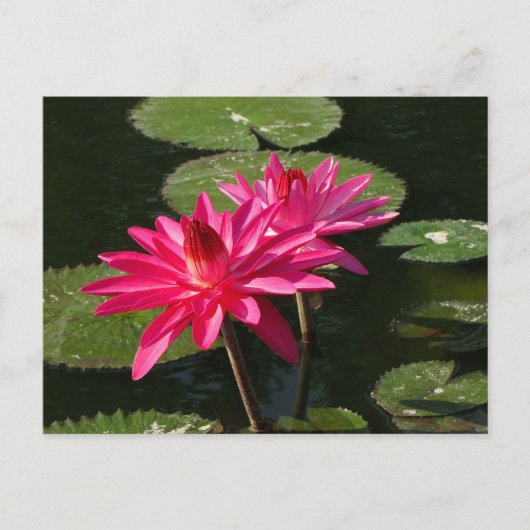 Pink Water Liliesはがき#4Nw 0440 ポストカード (正面)