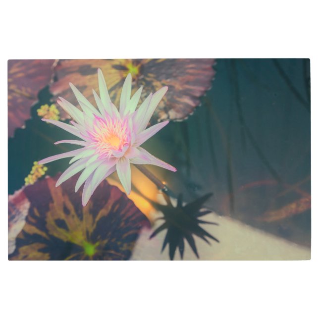 Pink Water Lily in the Pond メタルプリント (正面)