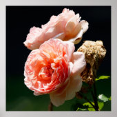 Pinkish Blooms ポスター (正面)