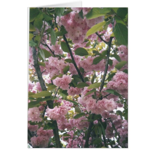 pinkspringtrees 001 (正面)