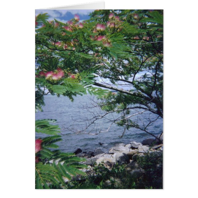 pinktreewaterview 001 (正面)