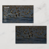 Pintails 名刺 (正面/裏面)