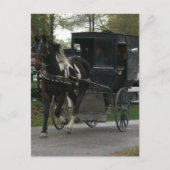 Pinto Amish Horse and Buggy ポストカード (正面)