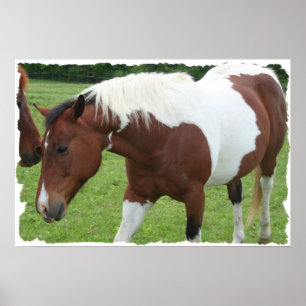 Pinto Horse ポスター