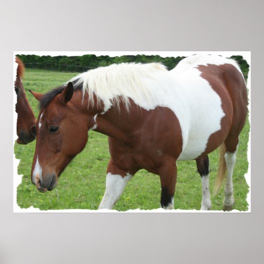 Pinto Horse ポスター (正面)