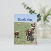 Pinzgauer牛8371ポストカード – カスタマイズ ポストカード (スタンド正面)