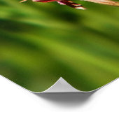 Pipevine swallowtail butterfly print ポスター (角)