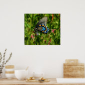 Pipevine swallowtail butterfly print ポスター (キッチン)