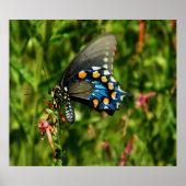 Pipevine swallowtail butterfly print ポスター (正面)