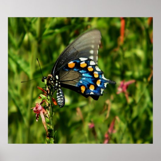 Pipevine swallowtail butterfly print ポスター (正面)