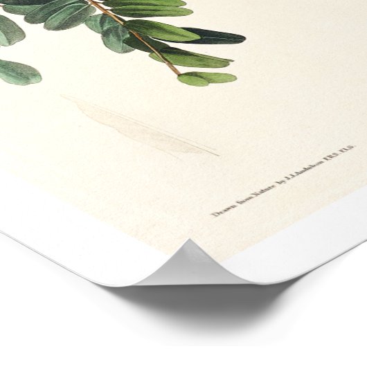 Piping Flycatcher by Audubon Poster ポスター (角)