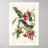 Piping Flycatcher by Audubon Poster ポスター (正面)