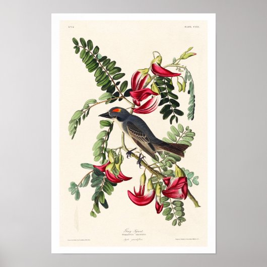 Piping Flycatcher by Audubon Poster ポスター (正面)
