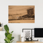 Piping Plover 36 x 24バリューポスター紙(マット) ポスター (ホームオフィス)