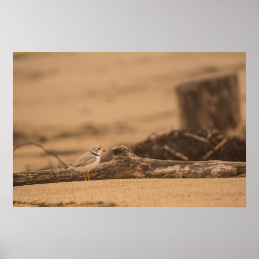 Piping Plover 36 x 24バリューポスター紙(マット) ポスター (正面)